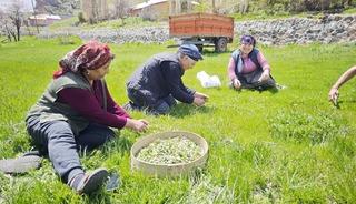 Bağırsak dostu tezgahlarda: Jiletle tek tek toplanıyor!