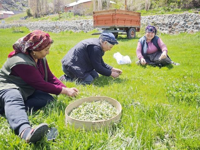 Bağırsak dostu tezgahlarda: Jiletle tek tek toplanıyor!