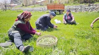 Bağırsak dostu tezgahlarda: Jiletle tek tek toplanıyor! Kilosu 200 TL