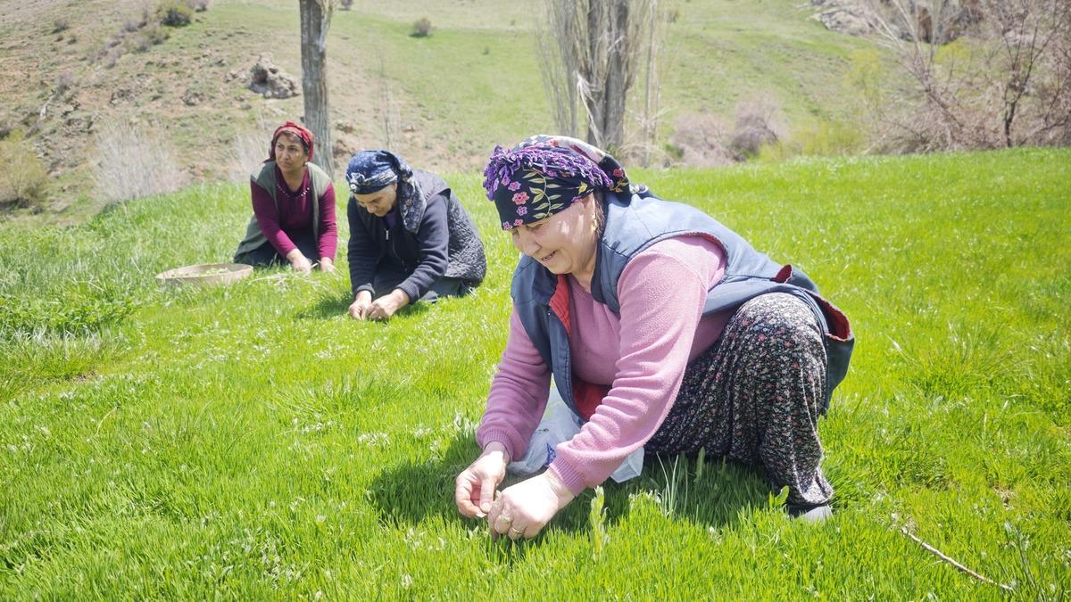Bağırsak dostu tezgahlarda: Jiletle tek tek toplanıyor! Kilosu 200 TL 1