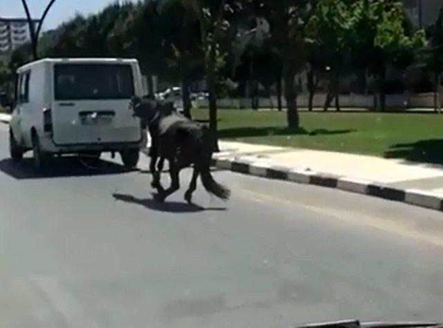 Atı minibüsün arkasına bağlayıp koşturdu