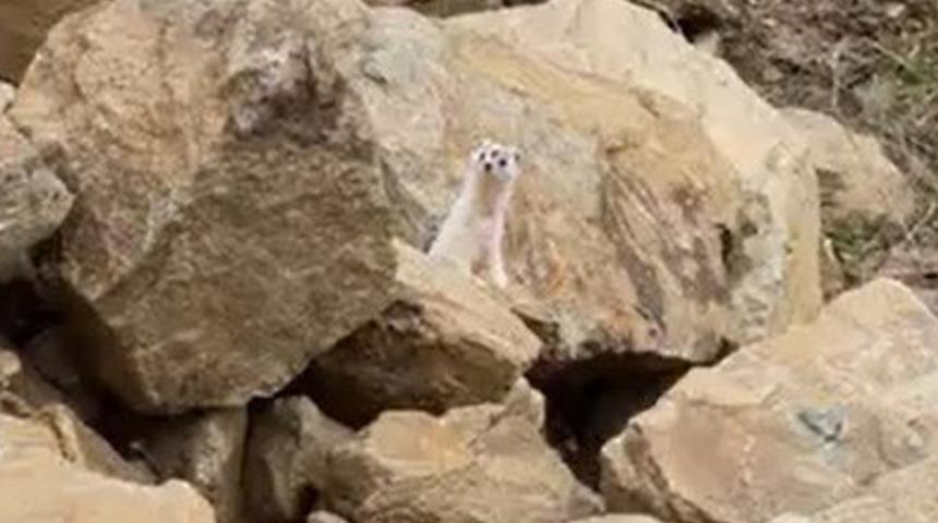Muş&rsquo;ta nadir g&ouml;r&uuml;len beyaz sansar g&ouml;r&uuml;nt&uuml;lendi