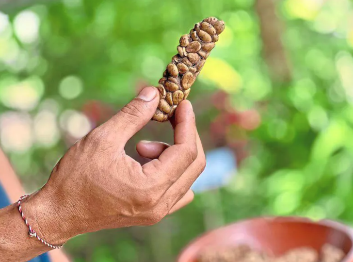 D&uuml;nyanın en pahalı kahvelerinden biri olarak bilinen Kopi Luwak'ın &uuml;retimindeki sıra dışı aşama ne olabilir?