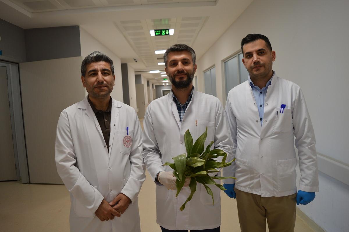 ‘İyi gelir’ diye toplayıp yedi, iç organları zarar gördü! Şifa değil zehir oldu 2