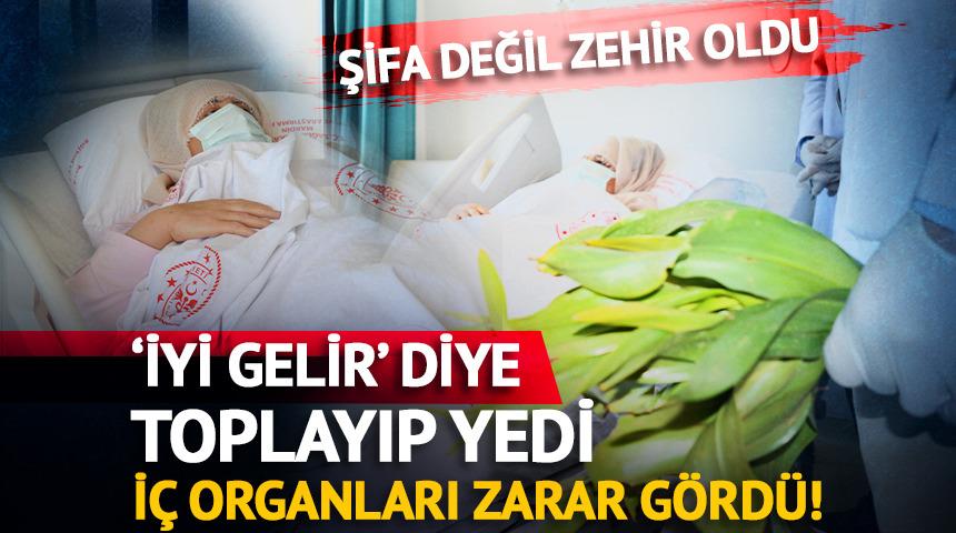&lsquo;İyi gelir&rsquo; diye toplayıp yedi, i&ccedil; organları zarar g&ouml;rd&uuml;!