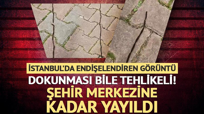Dokunması bile tehlikeli! Şehir merkezine kadar yayıldı