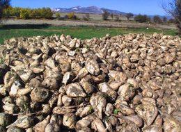 Şeker fabrikalarında bugün 3 ihaleye çıkılacak