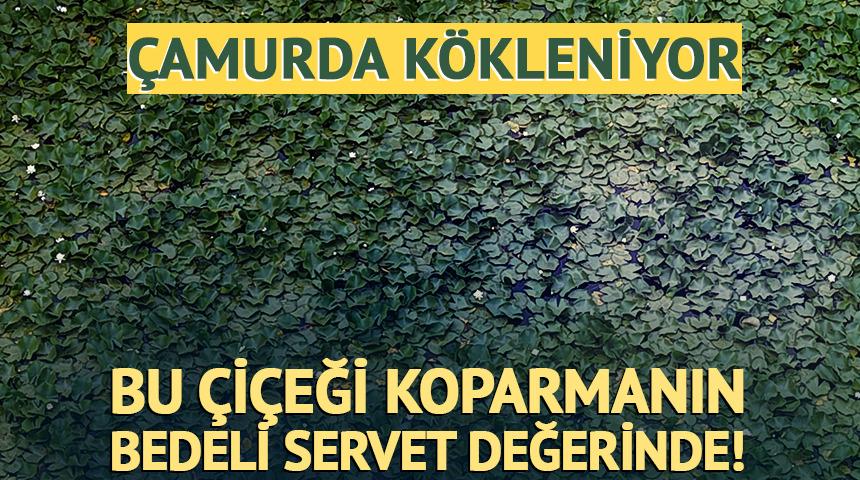 &Ccedil;amurda k&ouml;kleniyor: Bu &ccedil;i&ccedil;eği koparmanın bedeli ağır