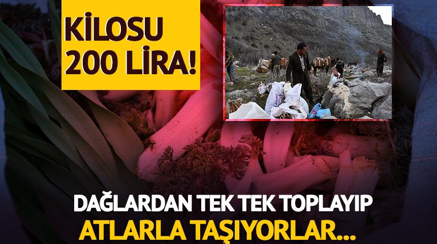 Dağlardan toplayıp atlarla taşıyorlar! Kilosu 200 TL&rsquo;ye satılıyor