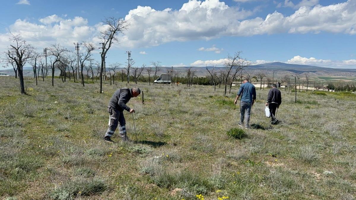 Tadı kuzu etine benzetiliyor, toprak altından çıkıyor: Altın bulsam bu kadar sevinmem 3