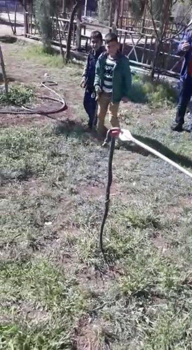 Okul bahçesine giren 1,5 metrelik yılanı itfaiye ekibi yakaladı
