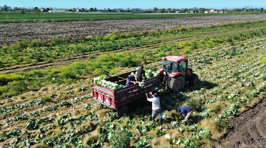 Bafra Ovası'nda kışlık sebze hasadının sonuna gelindi