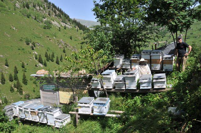 Karadeniz'de eğitim verilen 4 bin çiftçi, doğal bal üretimine başlıyor