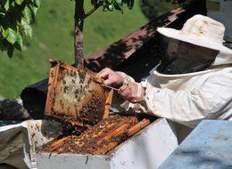 Karadeniz'de eğitim verilen 4 bin çiftçi, doğal bal üretimine başlıyor