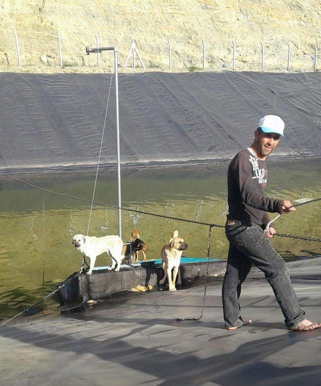 Gölete düşen köpekler ve kara kaplumbağaları kurtarıldı