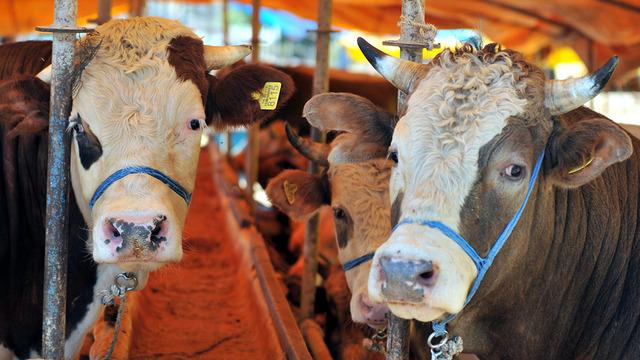 Bu tuzağa dikkat! Kurban almak isterken paranız boşa gitmesin