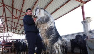 Tam 140 kilo! Dev ke&ccedil;iyi g&ouml;renler telefonuna sarıldı 
