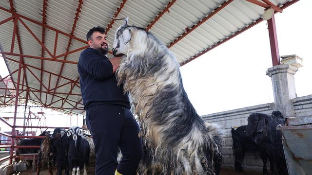 Tam 140 kilo! Dev keçiyi görenler telefonuna sarıldı 
