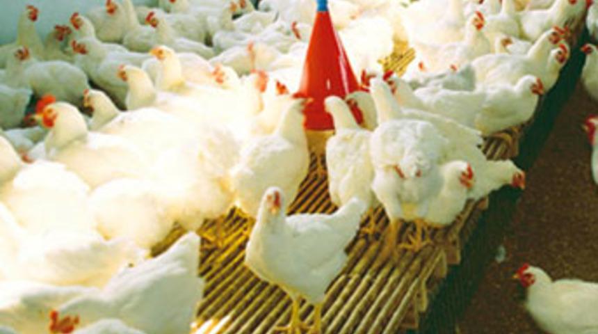 Hastavuk, beyaz et &uuml;retecek