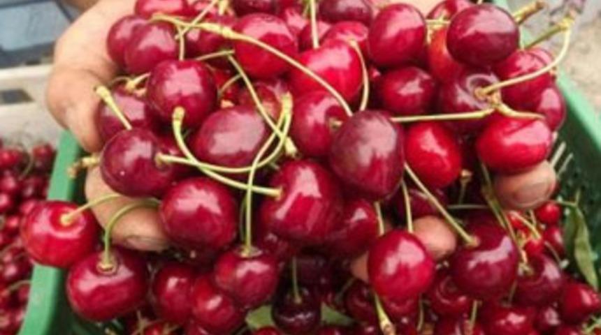 Kiraz ihracat&ccedil;ısı g&ouml;z&uuml;n&uuml; Uzakdoğu'ya dikti