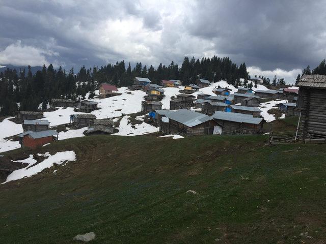 Artvin’de aç kalan ayılar, yayla evlerine dadandı