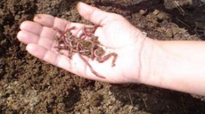 Ekonomiye solucan desteği!