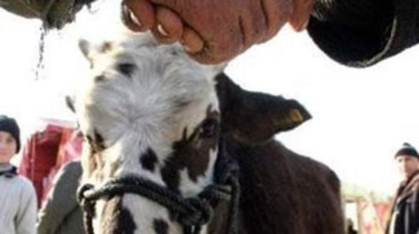 Spekülatör et fiyatını 10 dana ile yükseltiyor