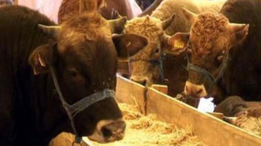 Kurbanlıklar pazara indi, besiciler bayramdan ümitli