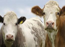 Kurbanlar Brezilya'dan gelebilir!