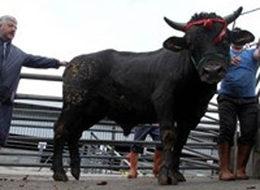 En pahalı kurbanlık!