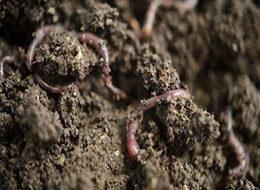 Solucanla milyonlar kazanıyor