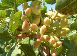 Üretici desteklendi, fıstık 6 kat arttı