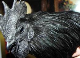  Araba fiyatına tavuk!