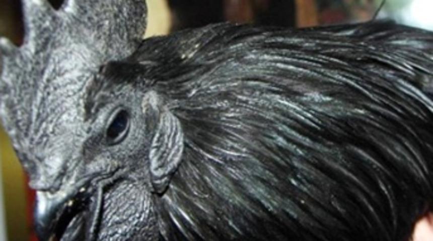  Araba fiyatına tavuk!