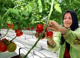 Karda domates yetiştirip dünyaya satıyor