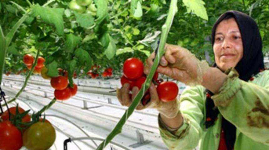 Karda domates yetiştirip dünyaya satıyor
