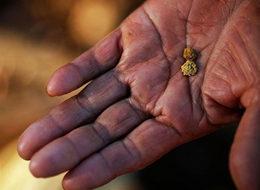 Dışkıdan milyonlarca dolarlık altın!