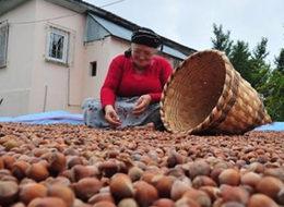 Fındık üreticisine müthiş destek