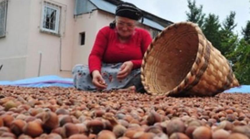Fındık üreticisine müthiş destek