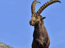 Keçi başına 17 bin 875 lira