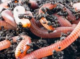 Solucan gübresini paraya dönüştürdü