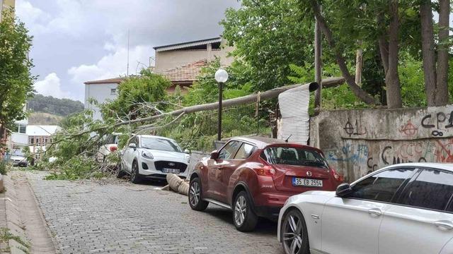 R&uuml;zgarda devrilen ağa&ccedil; park halindeki ara&ccedil;lara zarar verdi 4