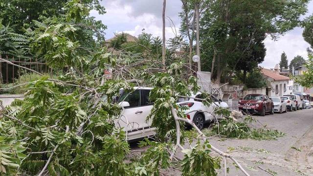 R&uuml;zgarda devrilen ağa&ccedil; park halindeki ara&ccedil;lara zarar verdi 3