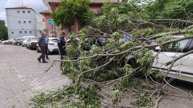 R&uuml;zgarda devrilen ağa&ccedil; park halindeki ara&ccedil;lara zarar verdi 1