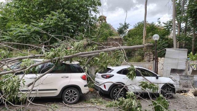 Rüzgarda devrilen ağaç park halindeki araçlara zarar verdi