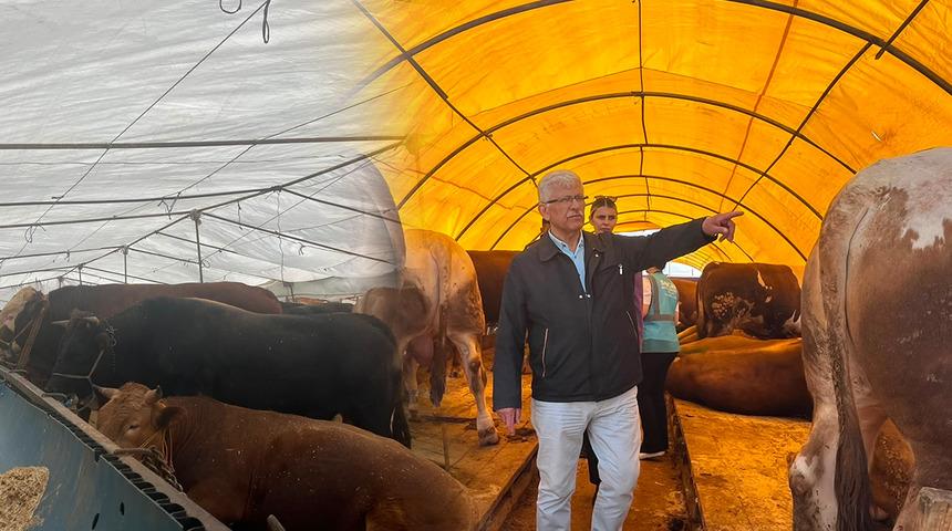 Kurbanlık alırken nelere dikkat edilmelidir? Uzman isim a&ccedil;ıkladı