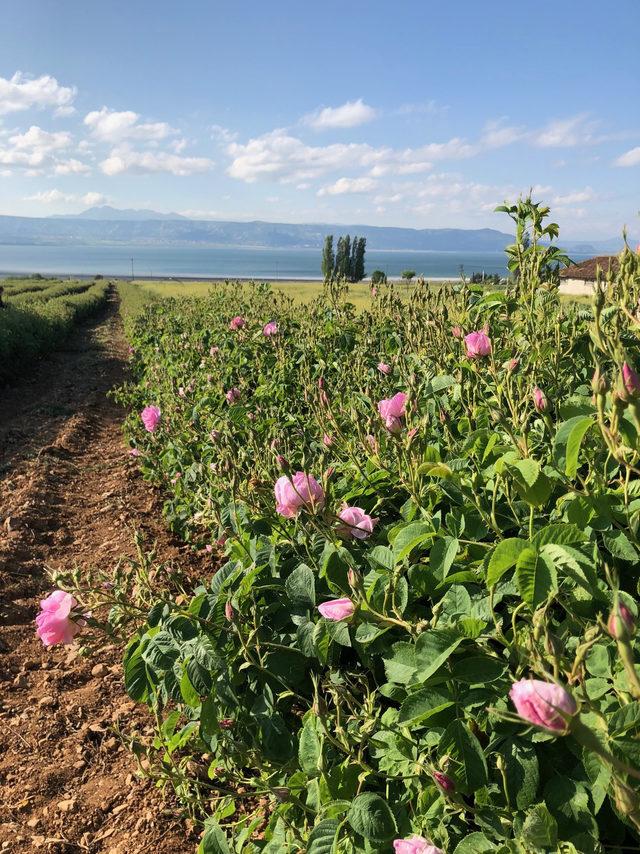 Isparta'da gül hasadı başladı