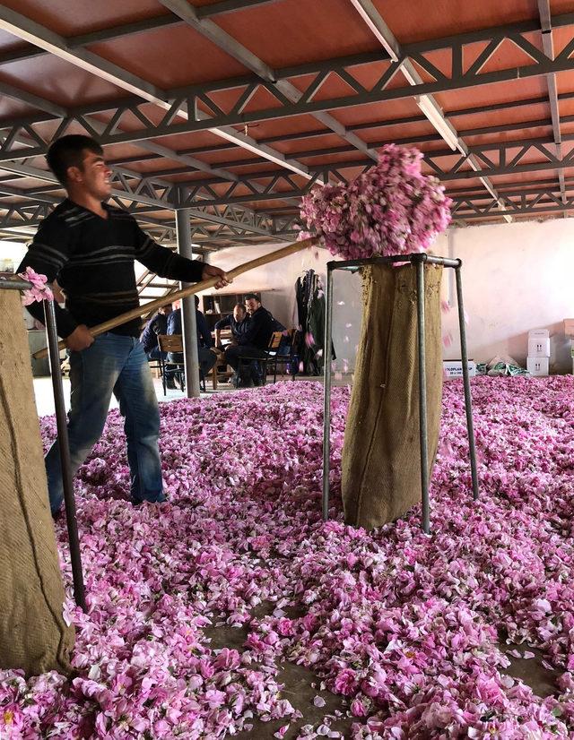 Isparta'da gül hasadı başladı