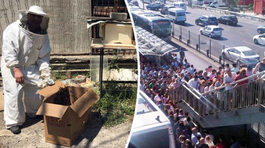 İstanbul'da arı paniği! Kadıköy'den sonra Mecidiyeköy'ü de istila ettiler!