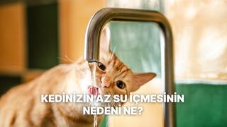 Su içmemedeki gizli tehlikeler: Kedileriniz için mutlaka yapmanız gerekenler